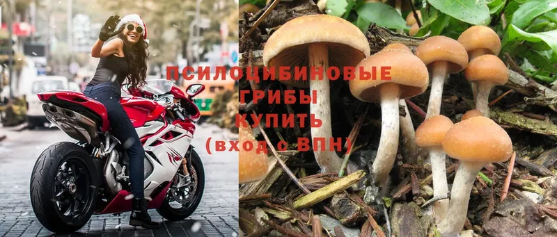 Галлюциногенные грибы Psilocybine cubensis  Кирс 